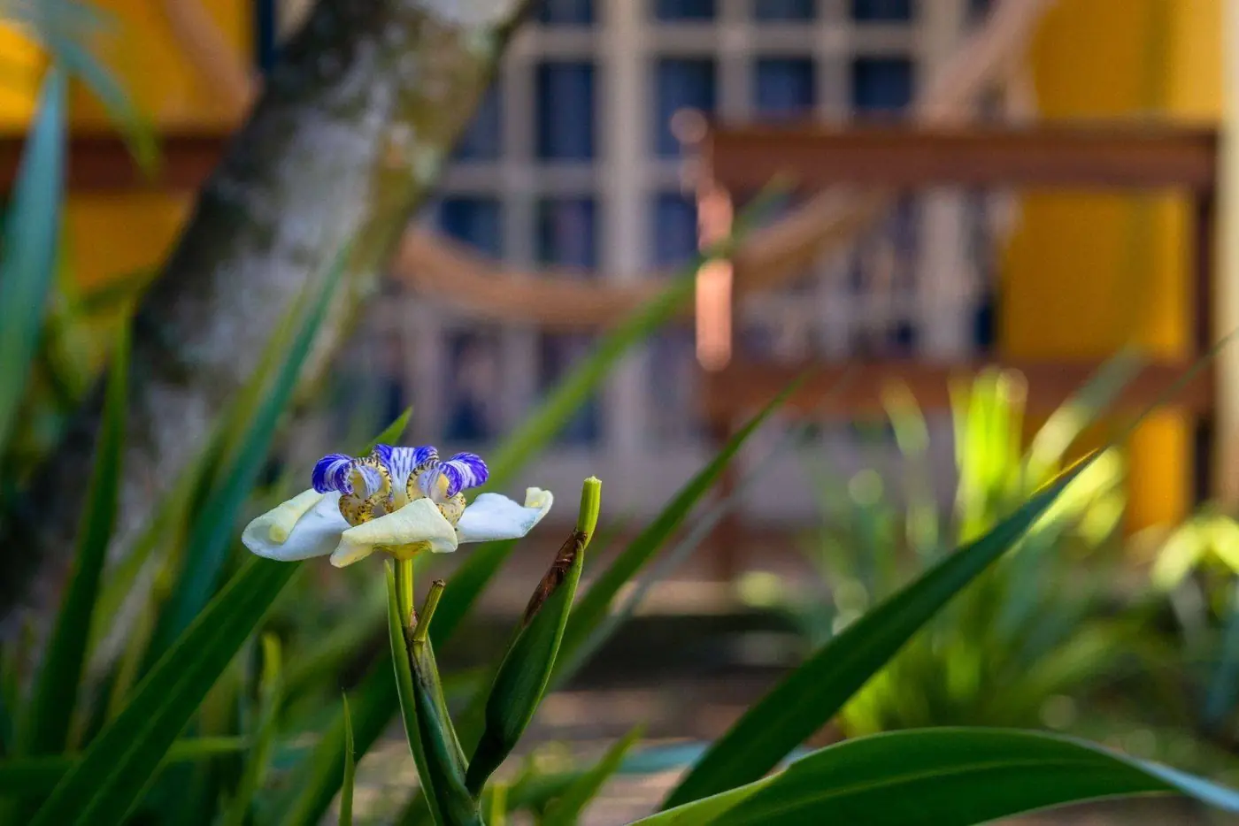 flor do jardim