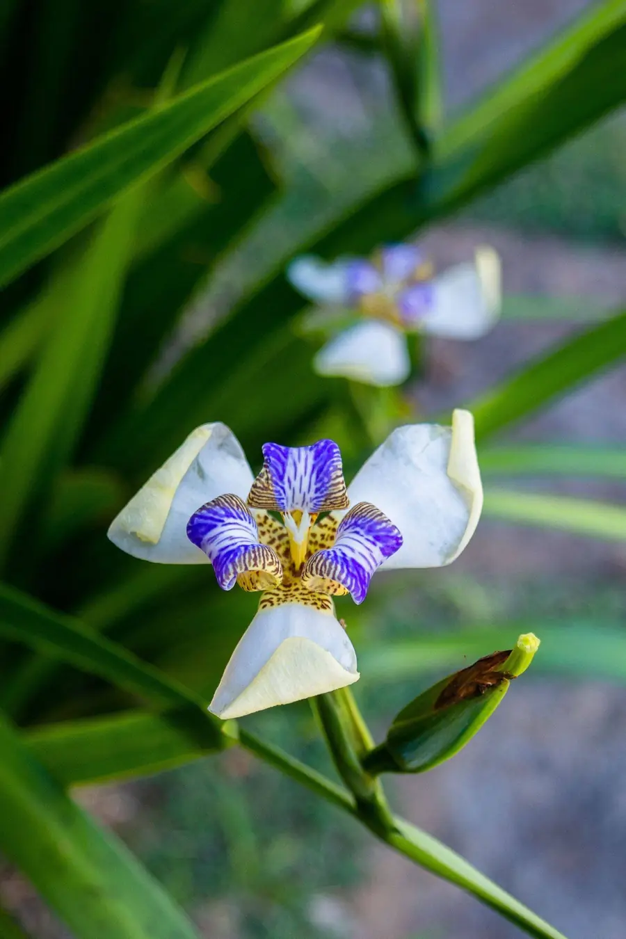 a orquídea do jardim
